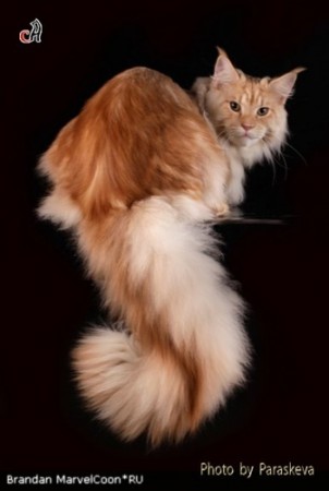 Brandan Marvelcoon - мейн-кун