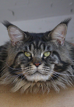 Giantpets Jean Paul Gaultier - мейн-кун 01.07.2015