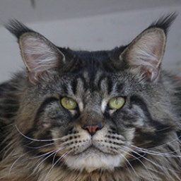 Giantpets Jean Paul Gaultier