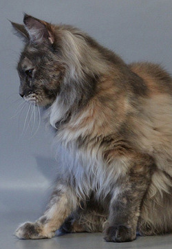 Volgacoon Ice Cream - maine-coon 01/11/2012