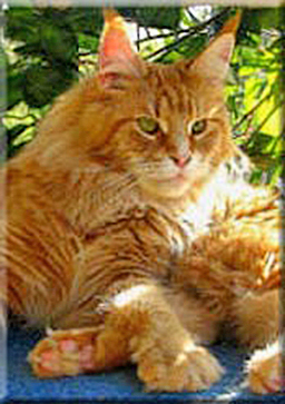 Alwaro Volcana - maine-coon