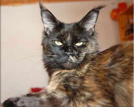 Langstteich's No'Velle - maine-coon