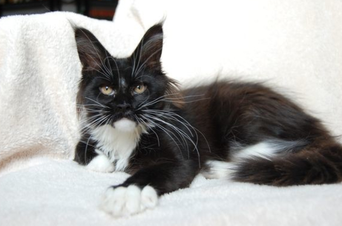 Justcoon's Ode to Elize - maine-coon