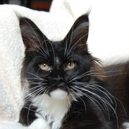 Justcoon's Ode to Elize