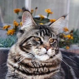 Justcoon's Peak Asso