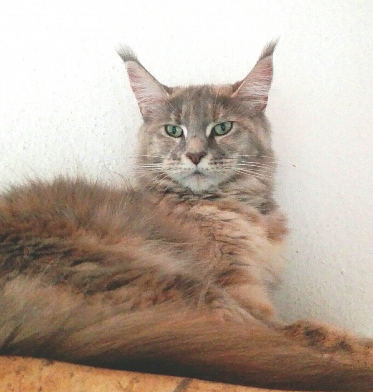 Pillowtalk's La Luna - мейн-кун