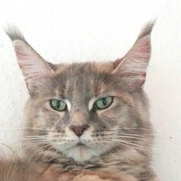 Pillowtalk's La Luna