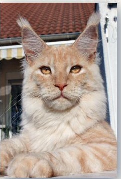 Elphinstone Honey - мейн-кун