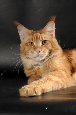 Pillowtalk's Zippos Sun - maine-coon