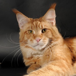 Pillowtalk's Zippos Sun