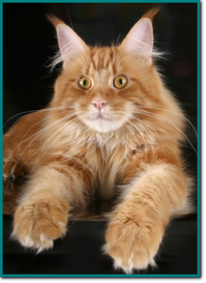 Golden Soul Sherchan - maine-coon