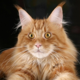 Golden Soul Sherchan