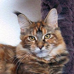 Pillowtalk's Hot Kiss