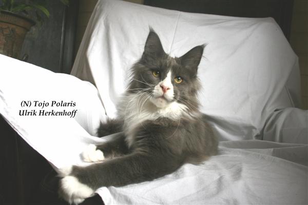 Tojo Polaris Ulrik Herkenhoff - maine-coon