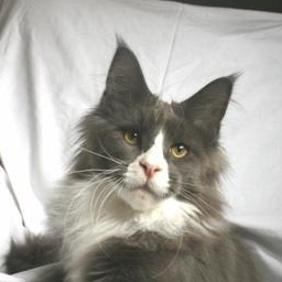 Tojo Polaris Ulrik Herkenhoff