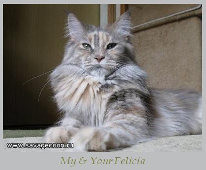 My & Your Felicia - maine-coon