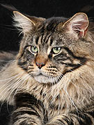 Langstteich's KW'Emy-R