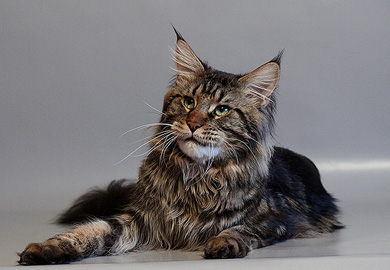 Alwaro Cameron - мейн-кун 24.11.2011