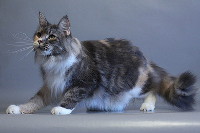 Volgacoon Vlasta - maine-coon 09/11/2011