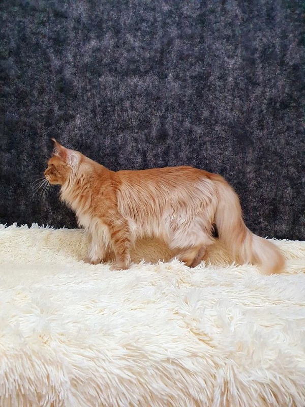 Winston Akbars(polydactyl) 66/66 - Adult maine-coon 2 years 7 months 1.5 week