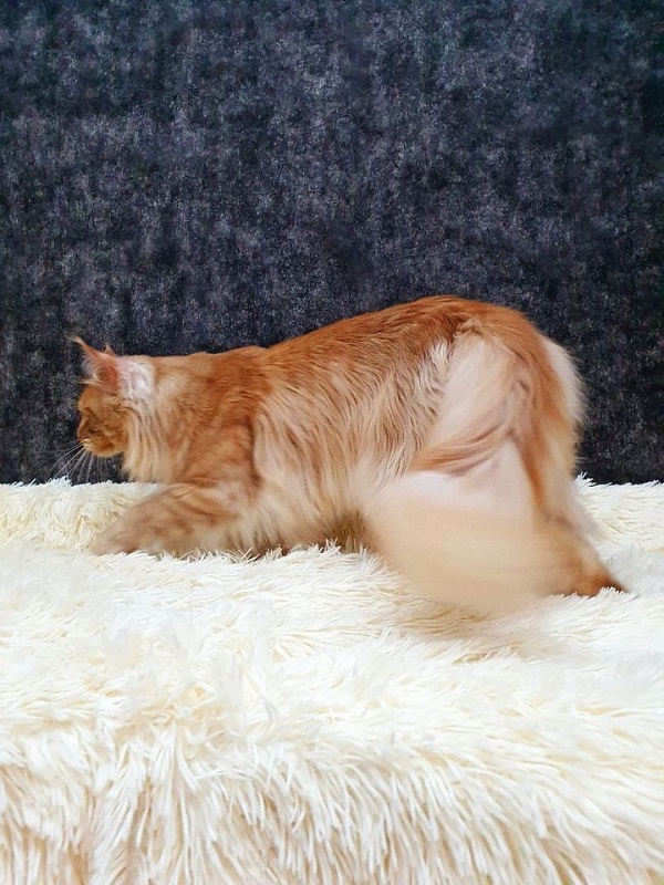 Winston Akbars(polydactyl) 66/66 - Adult maine-coon 2 years 7 months 1.5 week