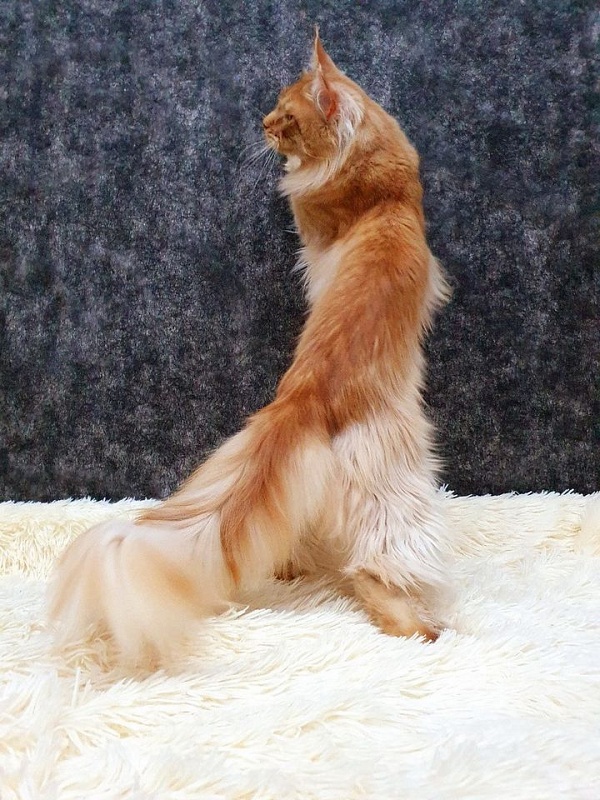 Winston Akbars(polydactyl) 66/66 - Adult maine-coon 2 years 7 months 1.5 week