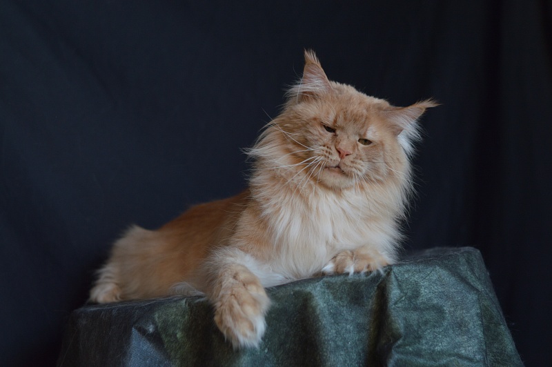 Winston Akbars(polydactyl) 66/66 - Adult maine-coon 2 years 11 months 3 weeks