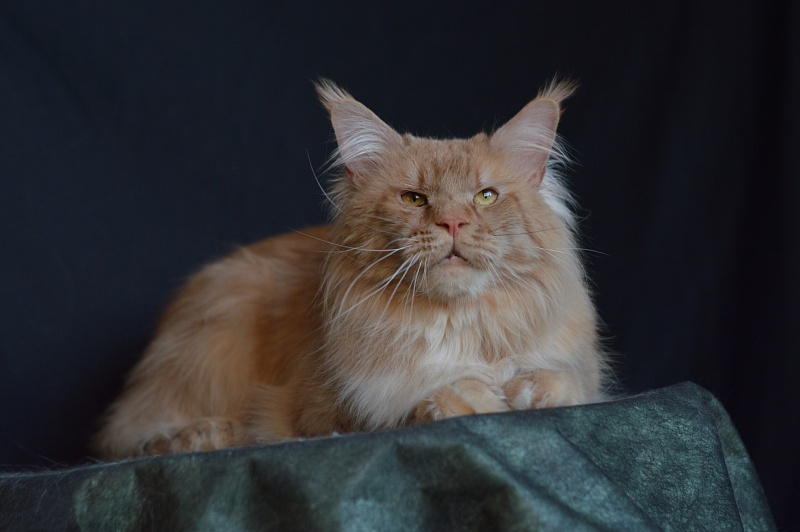 Winston Akbars(polydactyl) 66/66 - Adult maine-coon 2 years 11 months 3 weeks