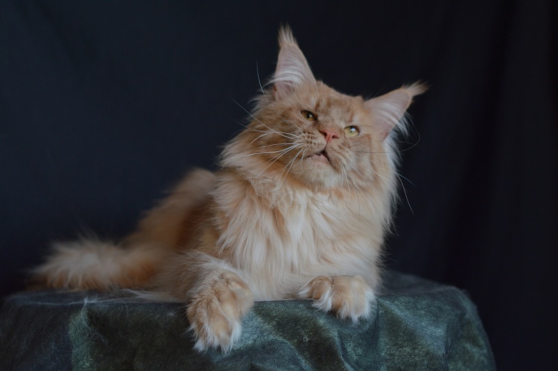 Winston Akbars(polydactyl) 66/66 - Adult maine-coon 2 years 11 months 3 weeks