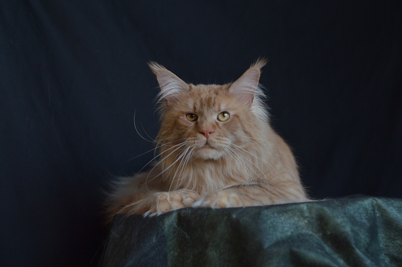 Winston Akbars(polydactyl) 66/66 - Adult maine-coon 2 years 11 months 3 weeks