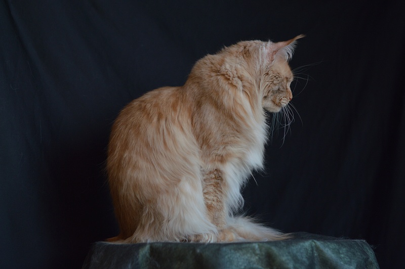 Winston Akbars(polydactyl) 66/66 - Adult maine-coon 2 years 11 months 3 weeks