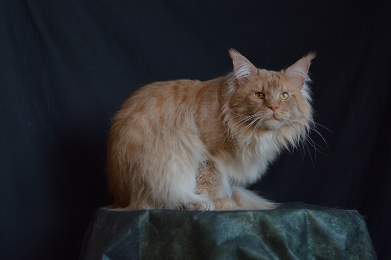 Winston Akbars(polydactyl) 66/66 - Adult maine-coon 2 years 11 months 3 weeks
