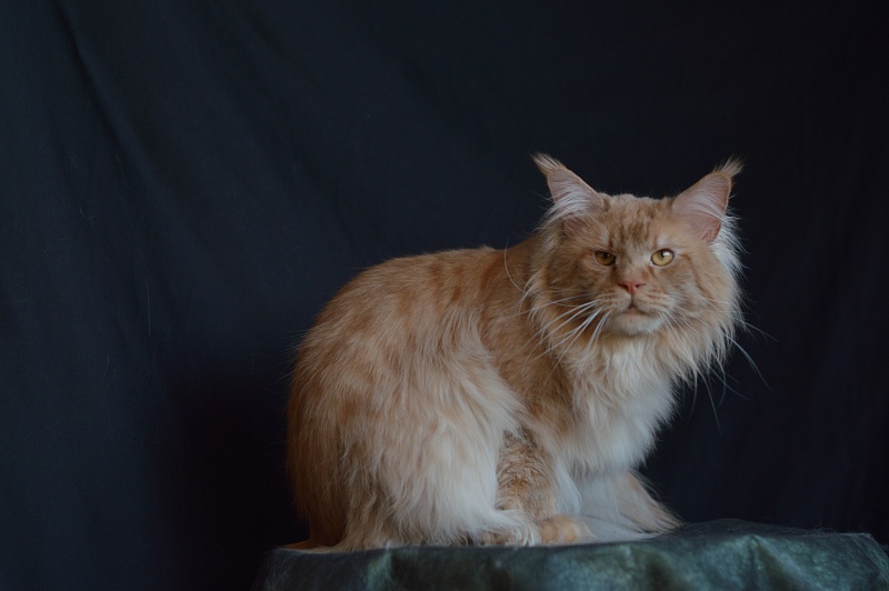 Winston Akbars(polydactyl) 66/66 - Adult maine-coon 2 years 11 months 3 weeks