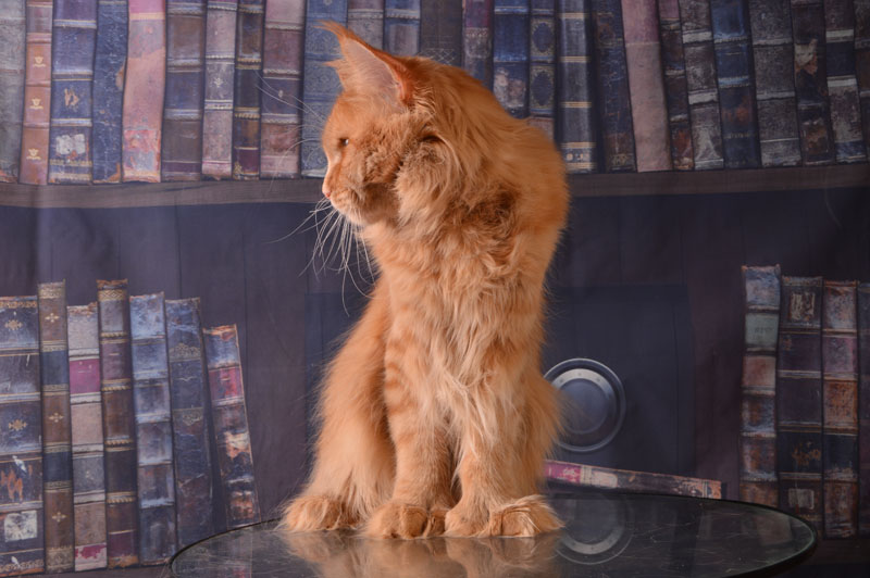 Favorit Anton PP - Adult maine-coon 11 months 3.5 weeks