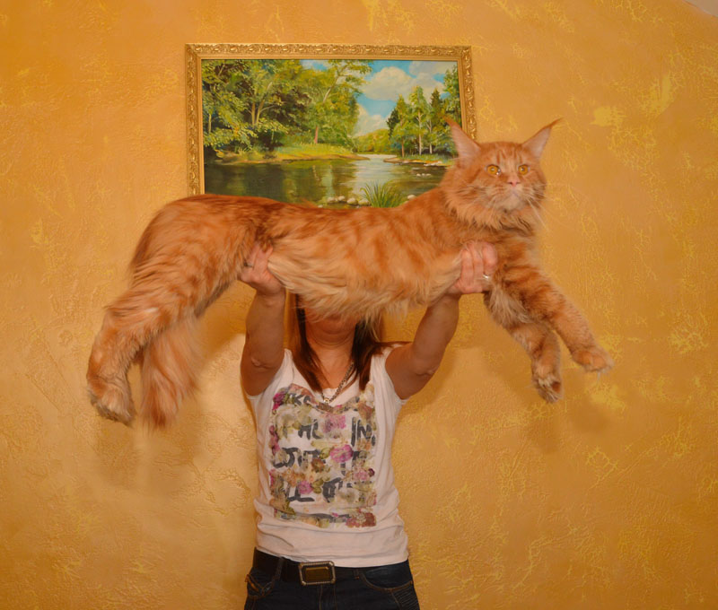 Favorit Anton PP - Adult maine-coon 1 year 7 months 0.5 weeks