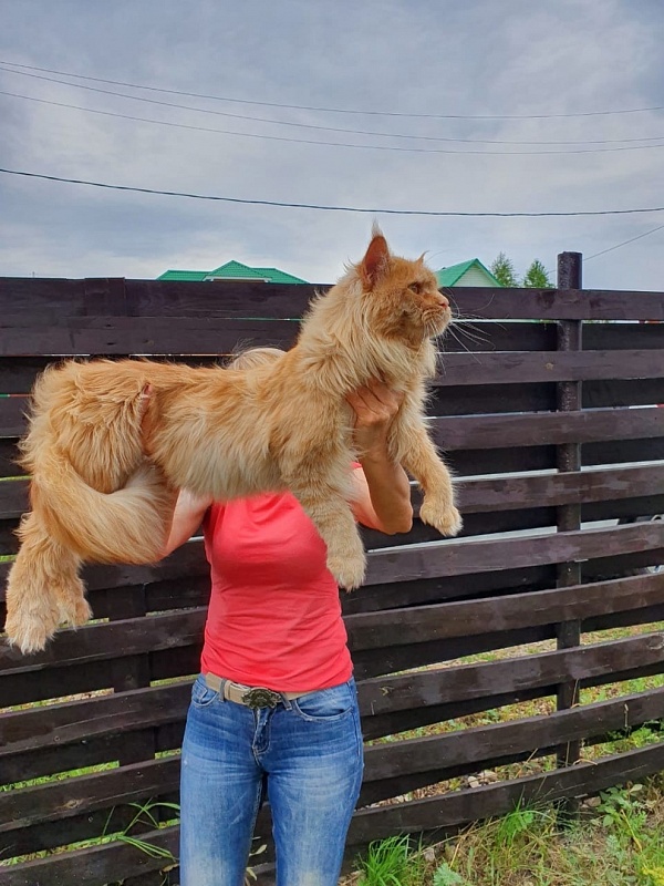 Favorit Anton PP - Adult maine-coon 3 years 5 months
