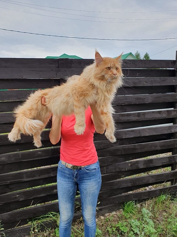 Favorit Anton PP - Adult maine-coon 3 years 5 months
