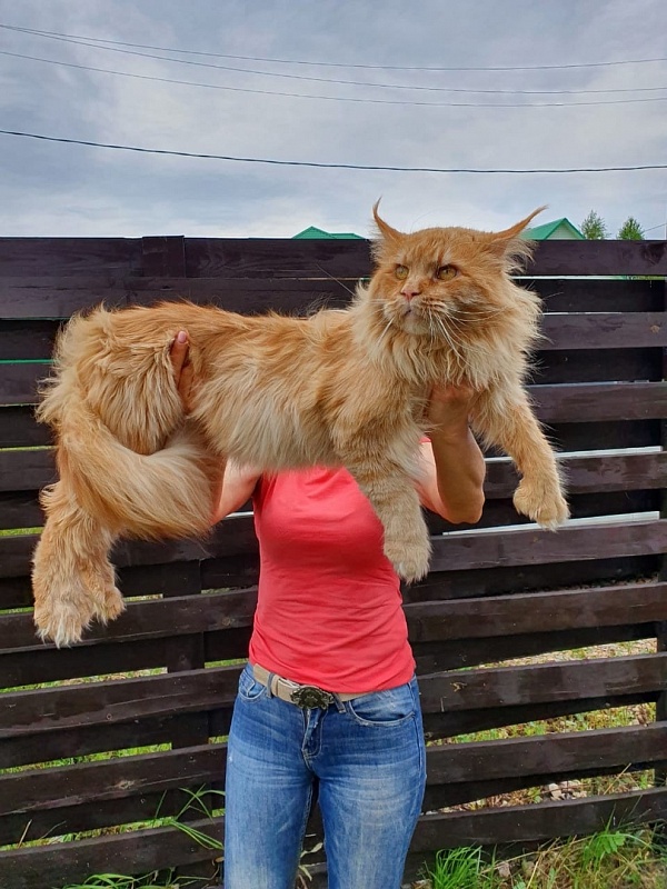 Favorit Anton PP - Adult maine-coon 3 years 5 months