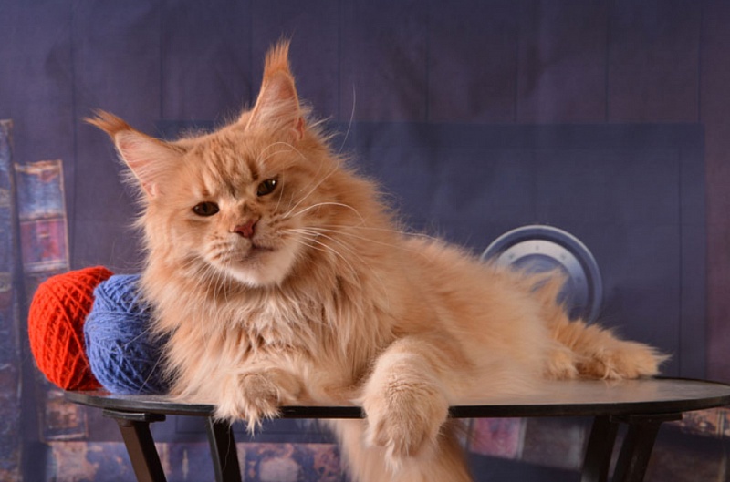 Fifa Gloriya Akbars - maine-coon