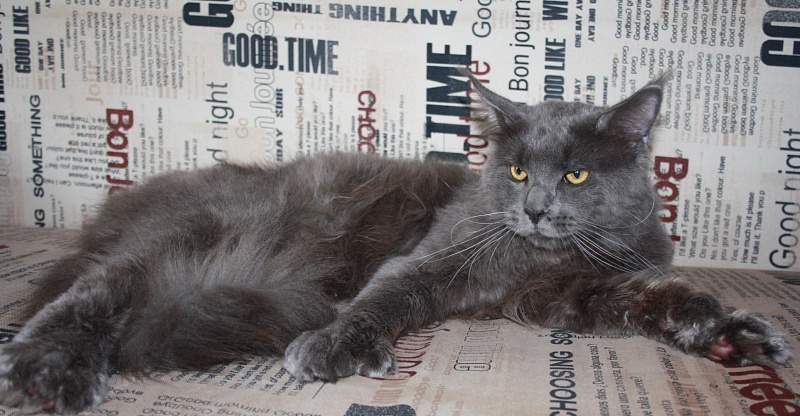 Indigo Grand Leo Coon PP - maine-coon