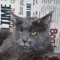 Indigo Grand Leo Coon PP