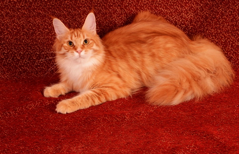 Fransis Akbars - maine-coon
