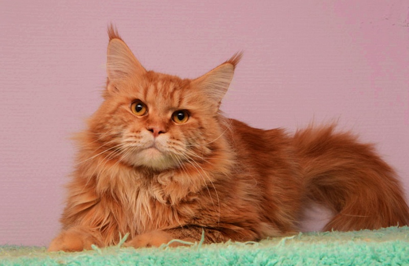 Sherlock Akbars - maine-coon