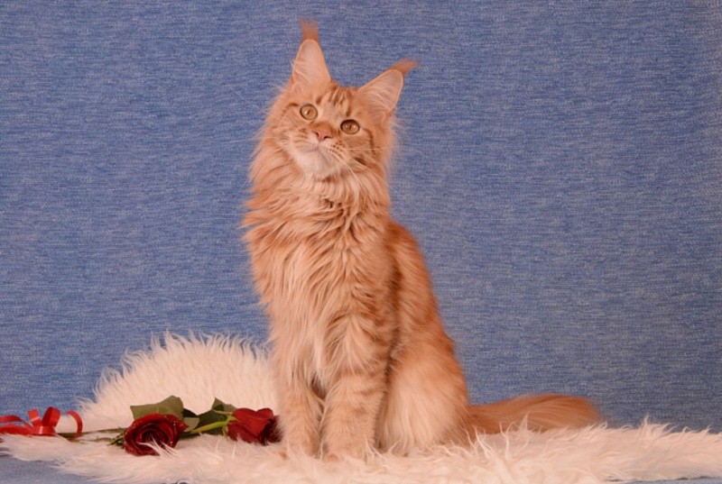 Gloria Vip Persona - maine-coon