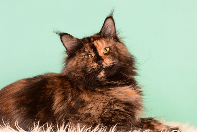 Our Joy's Valensia - maine-coon