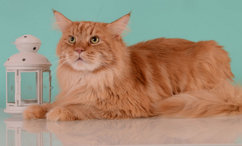 Silvestr Krasnyi Dar - maine-coon