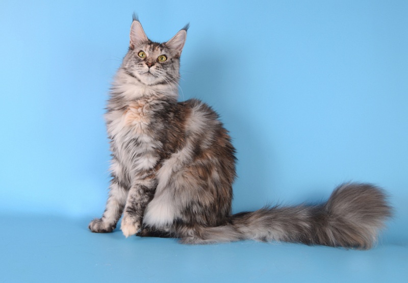 Dolly of Akbars - maine-coon