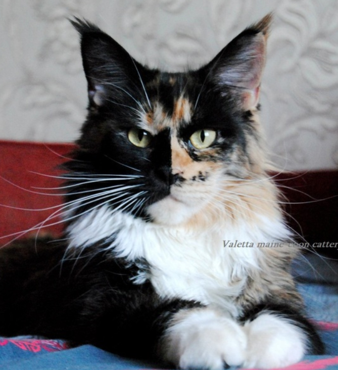 Respectcoon Quadrille - maine-coon