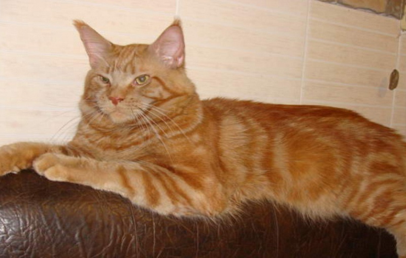 RusFairyTail Zaharee - мейн-кун