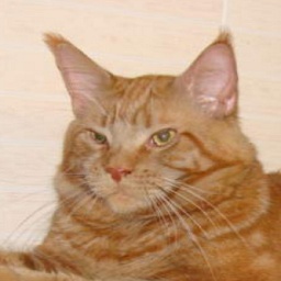 RusFairyTail Zaharee